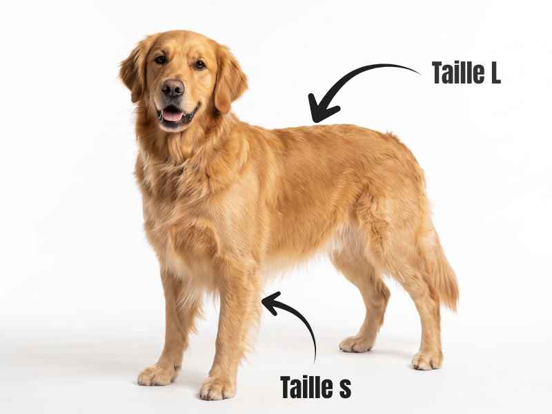 Combo de brosses PILPOIL tailles S et L pour chien