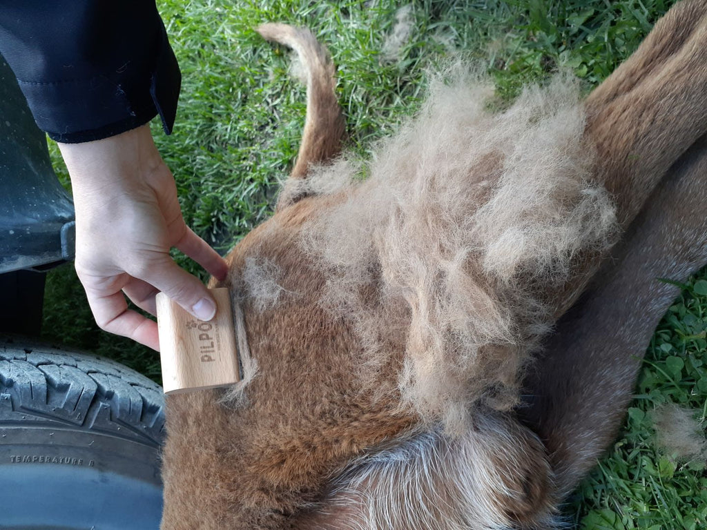 Comment brosser son chien : fréquence, gestes et brosse selon le poil