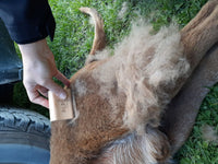 Chien pendant une séance de brossage pour retirer les poils morts