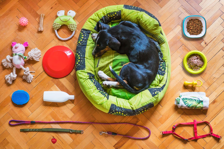 Chien de taille moyenne avec couchage, jouets, laisse et accessoires du quotidien