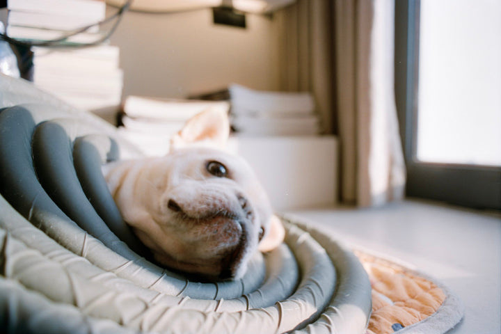 Chien dans une chambre lumineuse pour illustrer les allergènes d’animaux et la qualité de l’air intérieur