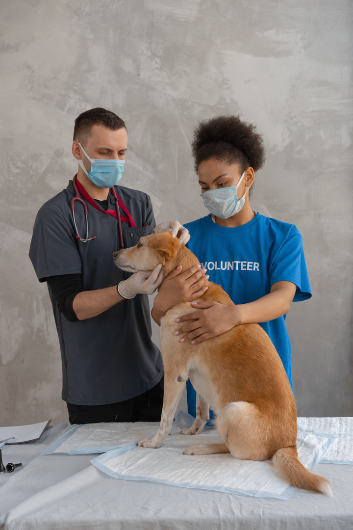 Vétérinaire examinant la peau et le pelage d’un chien
