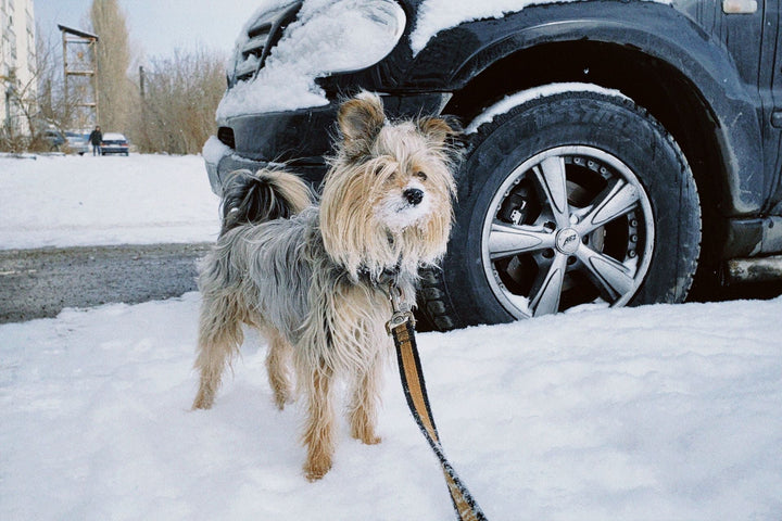 Chien près d’une voiture en hiver pour illustrer le risque lié à l’antigel