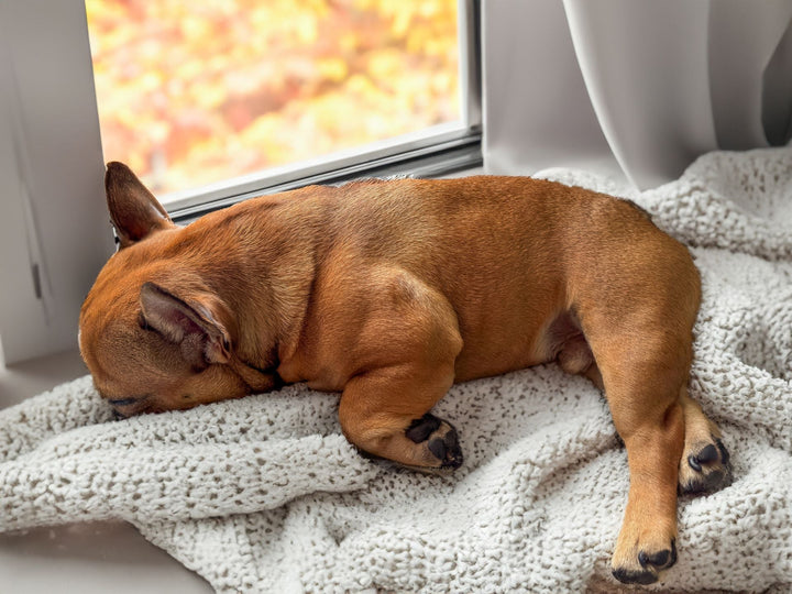Chien installé près d’une fenêtre en automne pour illustrer la routine saisonnière anti-poils