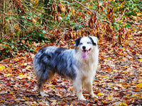 Berger Australien bleu merle en extérieur, motifs gris blanc et noir bien visibles