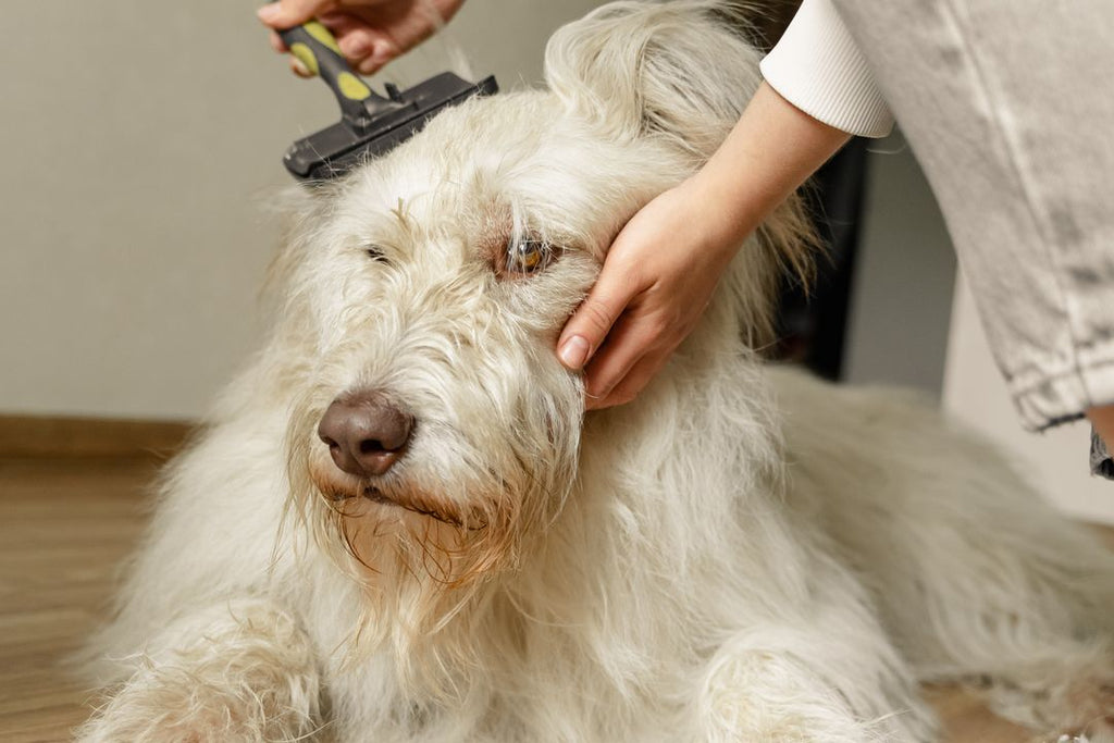 Brossage régulier et perte de poils : ce qu’il peut vraiment réduire chez le chien