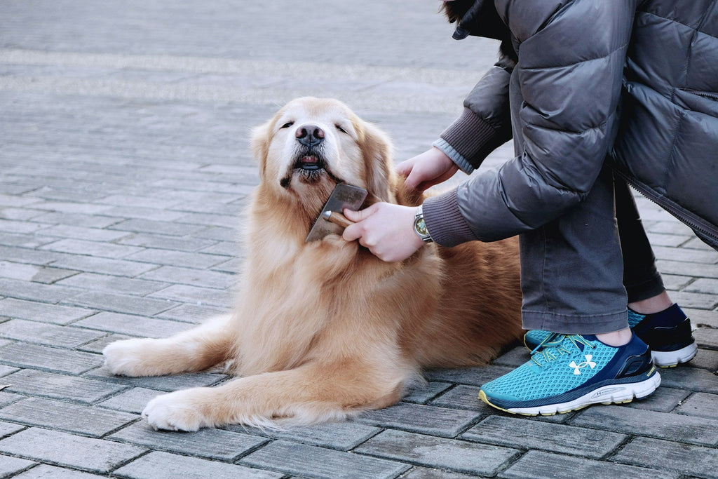 Mue du Golden Retriever : portrait complet et conseils d’entretien