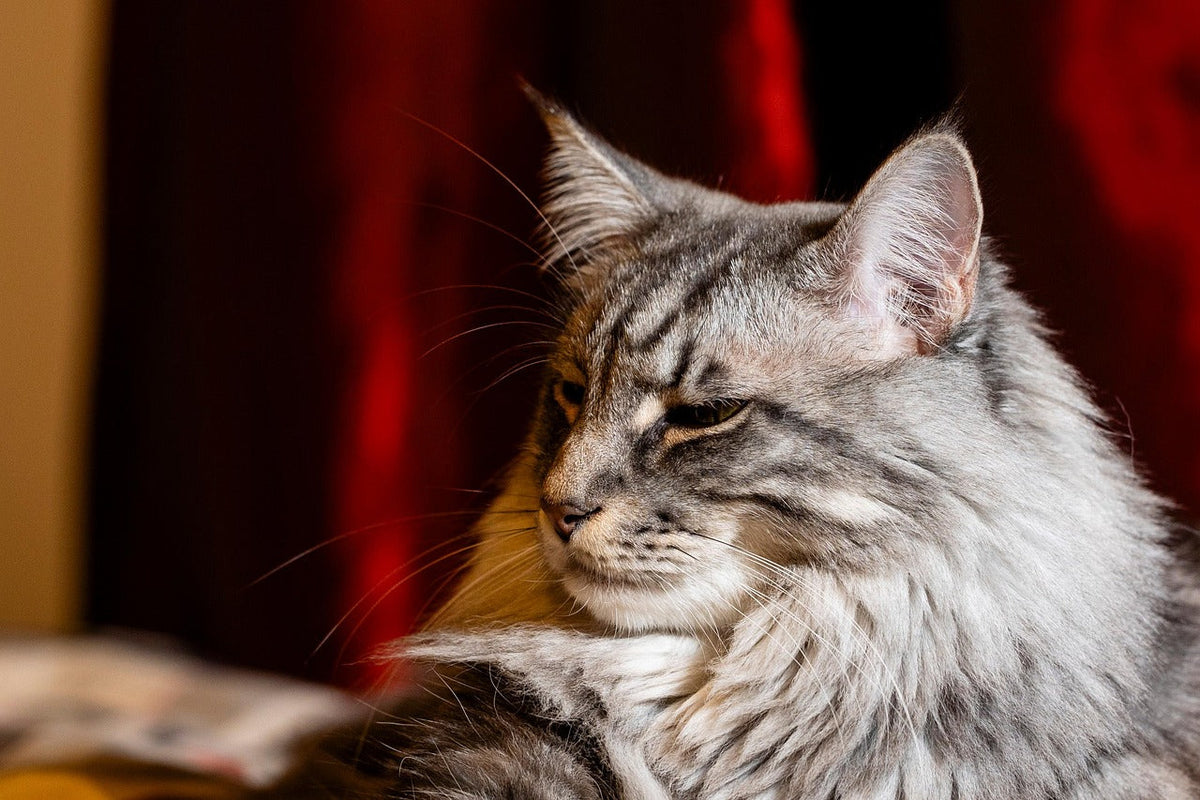 Maine Coon à la fourrure longue pour illustrer son entretien