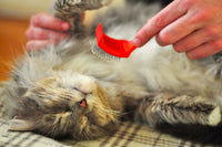 Chat brossé doucement pour retirer les poils morts et entretenir son pelage