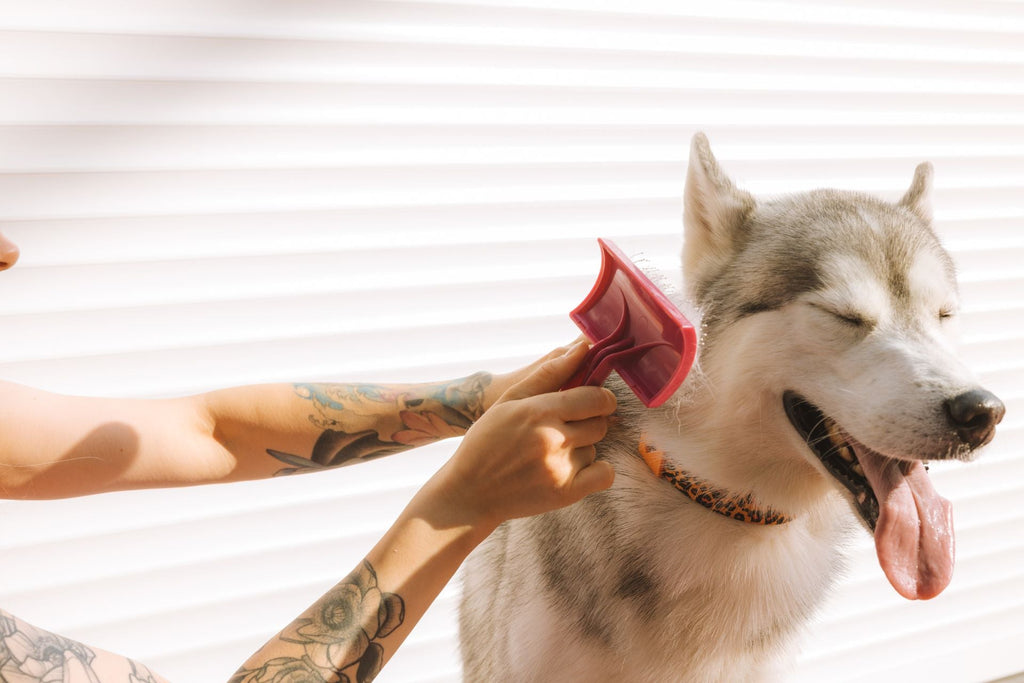 Brosse sous-poil pour chien : fonctionnement, techniques et erreurs à éviter