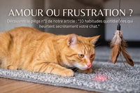 10 erreurs du quotidien qui brisent le cœur de votre chat