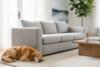 Canapé gris propre dans un intérieur avec chien ou chat – conseils anti-poils PILPOIL