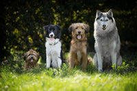 Groupe de chiens de races différentes réunis dans un champ