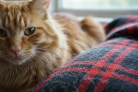 Chat sur un plaid illustrant une routine d’hygiène et d’entretien du pelage