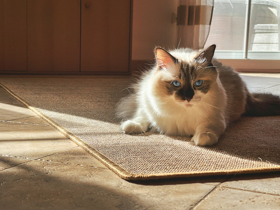 Chat à poil long allongé sur un tapis dans une pièce de la maison
