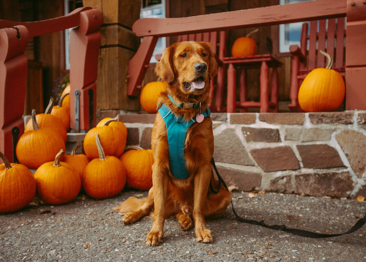 Chien assis près de citrouilles pour illustrer les précautions d’Halloween