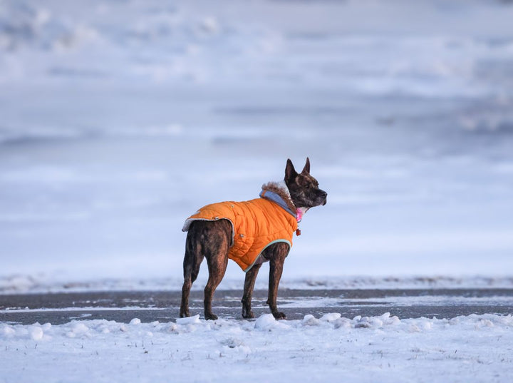 Petit chien portant un manteau chaud lors d’une promenade dans la neige