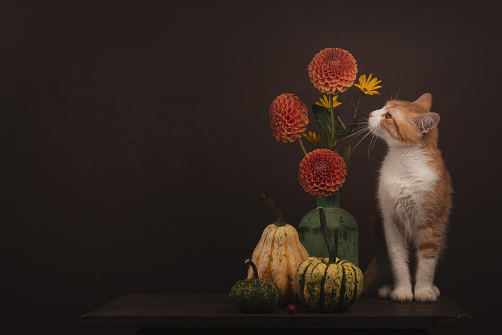 Chat près de fleurs d’automne pour illustrer les précautions avec les chrysanthèmes