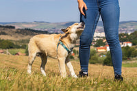 Propriétaire récompensant un chien attentif en extérieur