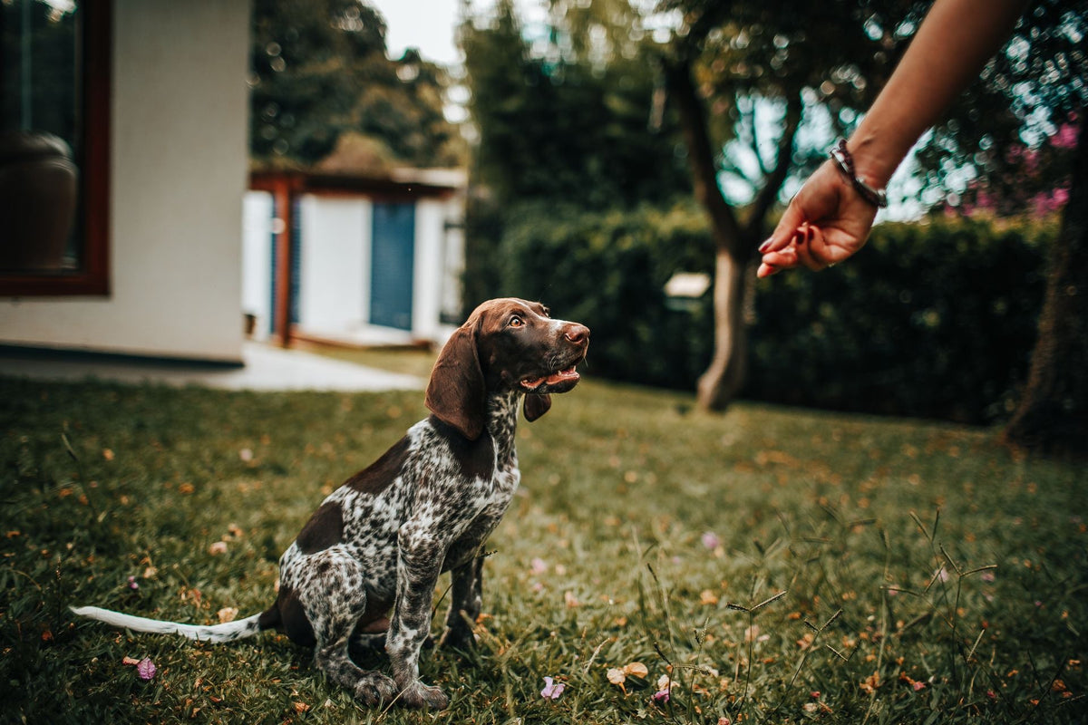 Chien de taille moyenne attentif à une récompense pendant une séance d’éducation positive