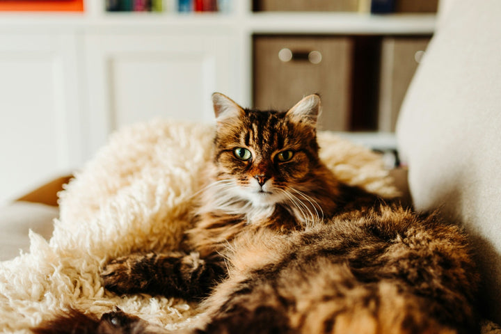 Chat installé sur un canapé dans un intérieur, pour illustrer l’exposition aux allergènes
