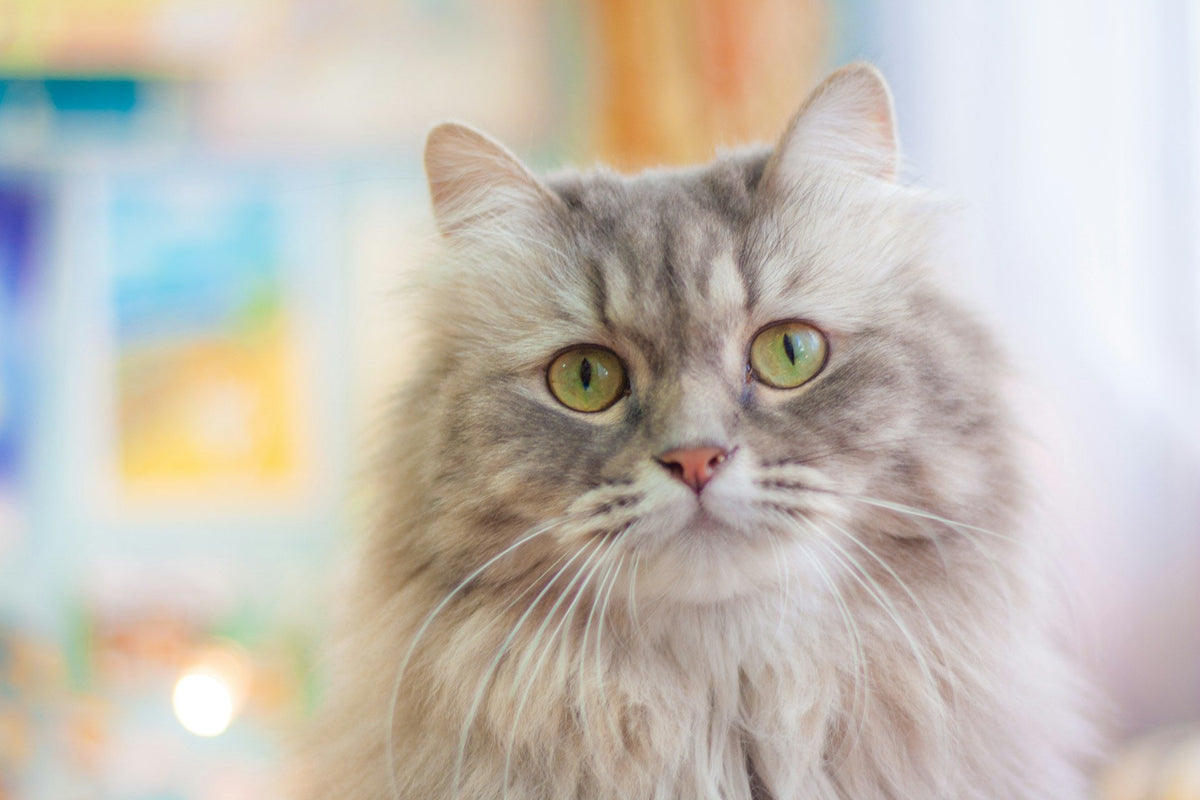 Chat à poil long et dense dans un intérieur lumineux