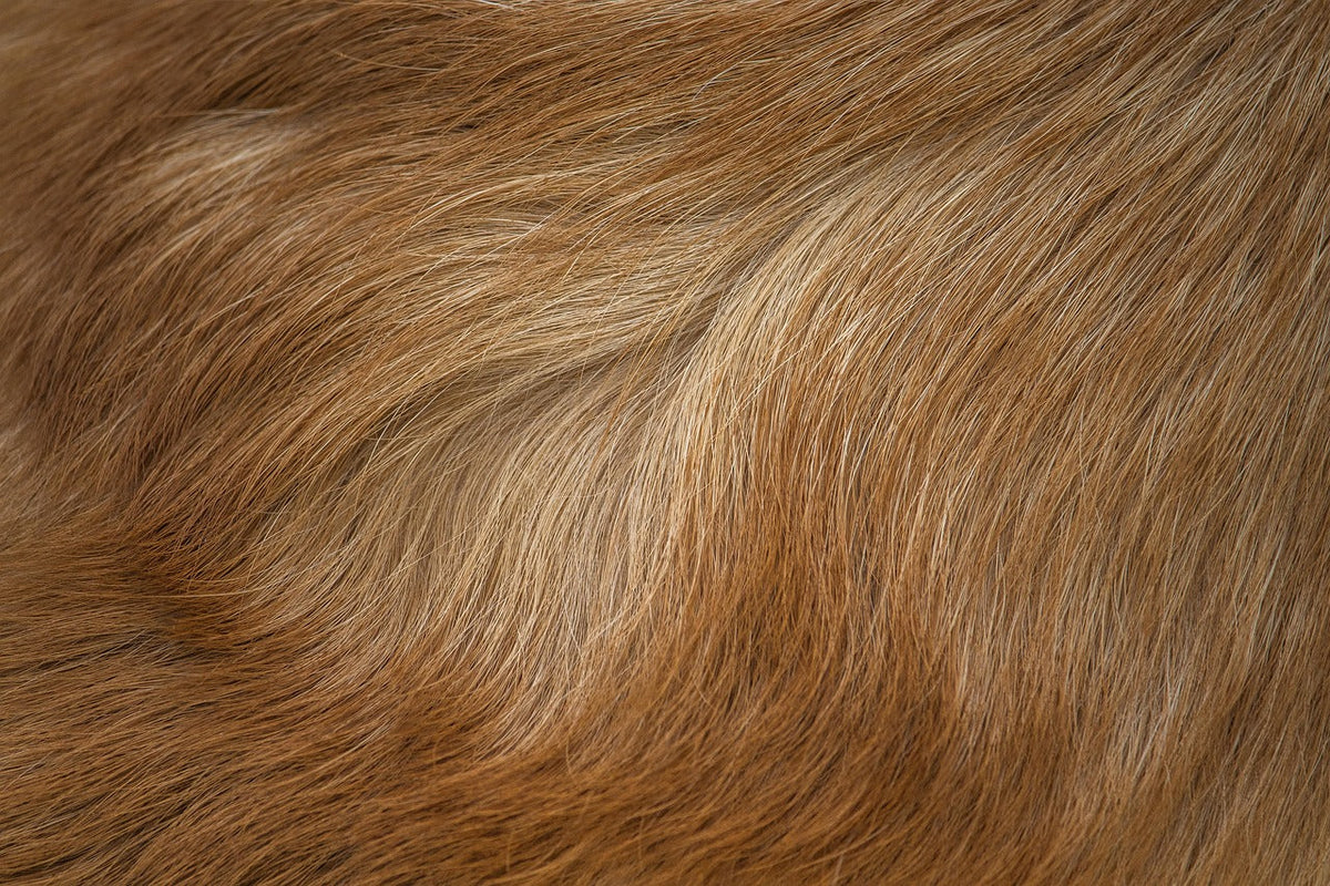Gros plan sur le pelage d’un chien pendant une période de mue