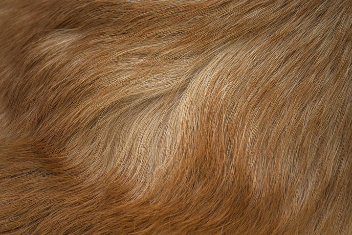Gros plan sur le pelage d’un chien pendant une période de mue