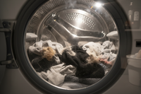 Linge avec des poils d’animaux placé dans une machine à laver
