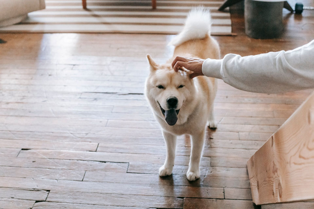 Shiba Inu à la maison pour illustrer sa mue et son double pelage