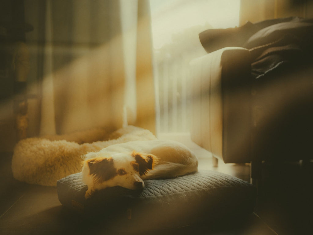 Mon chien dort sur le lit : hygiène, sommeil et bonnes habitudes