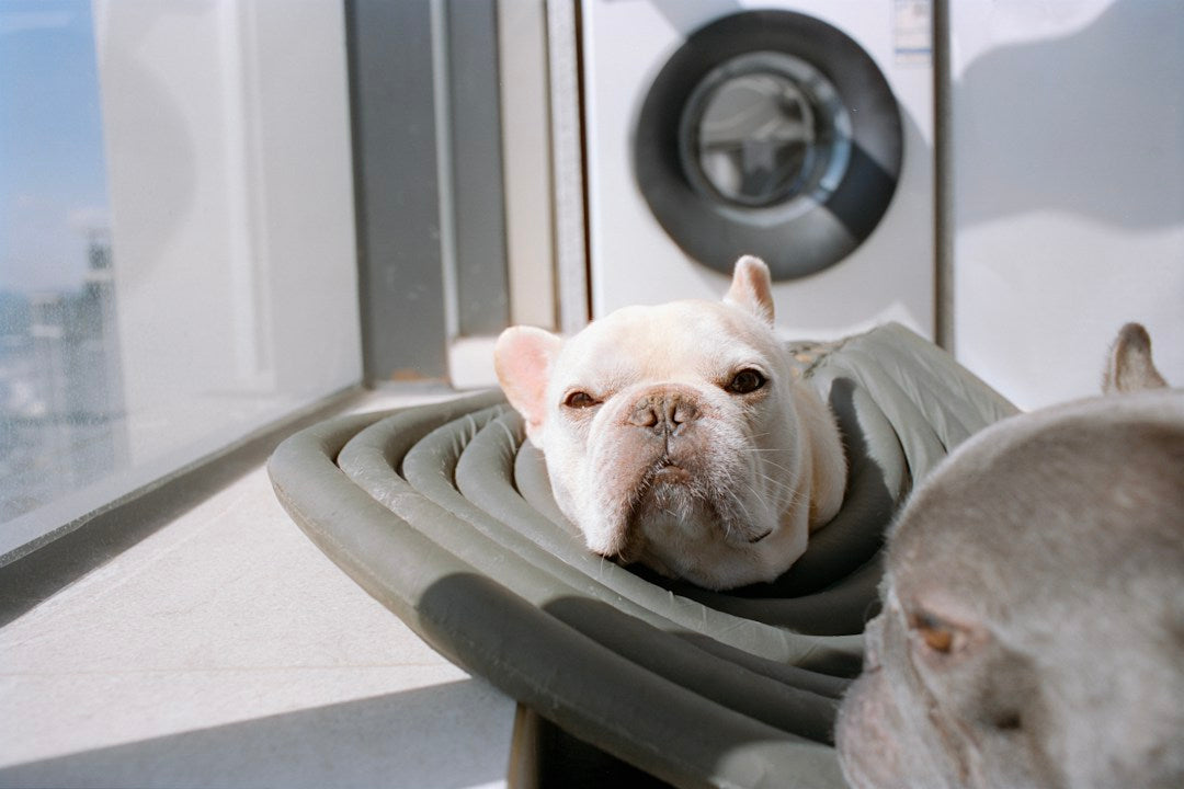 Chien installé dans son panier près d’une machine à laver pour illustrer l’entretien du couchage