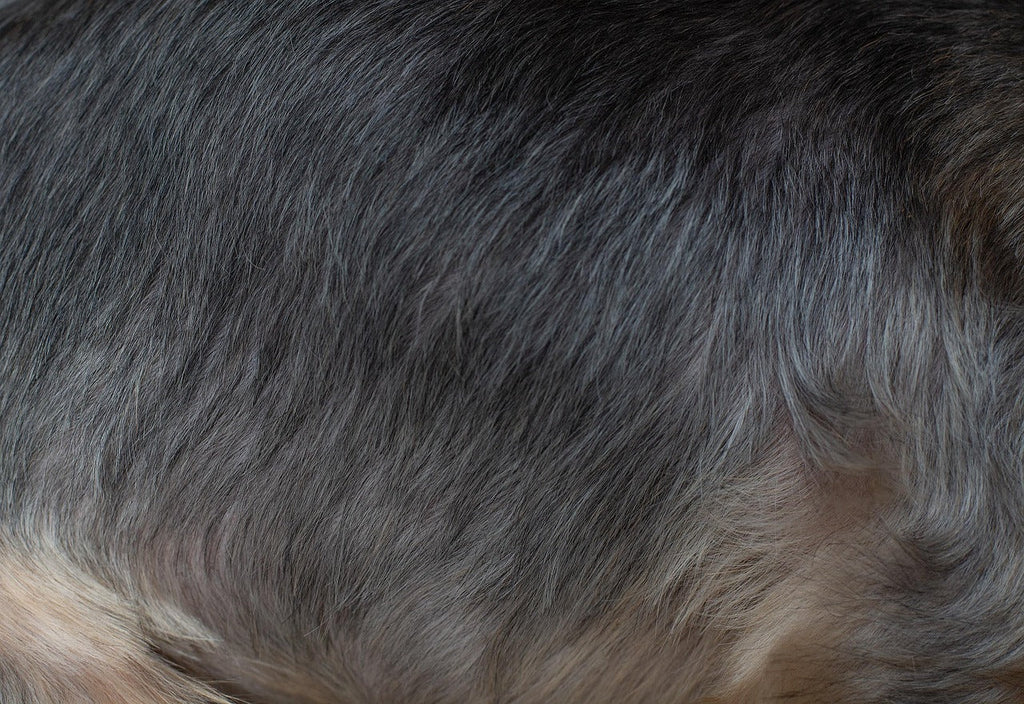 Pelage du chien : 8 habitudes pour le garder sain et brillant