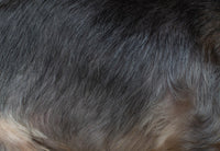 Gros plan sur un pelage de chien dense et sain en lumière naturelle