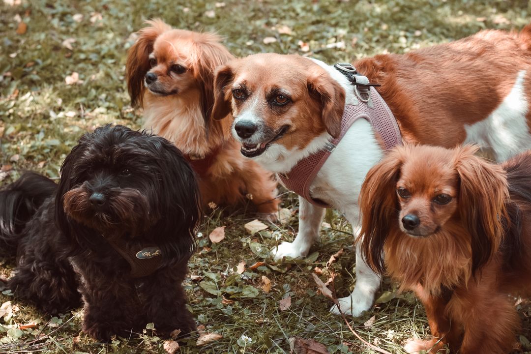Plusieurs petits chiens de races et de pelages différents dans un parc