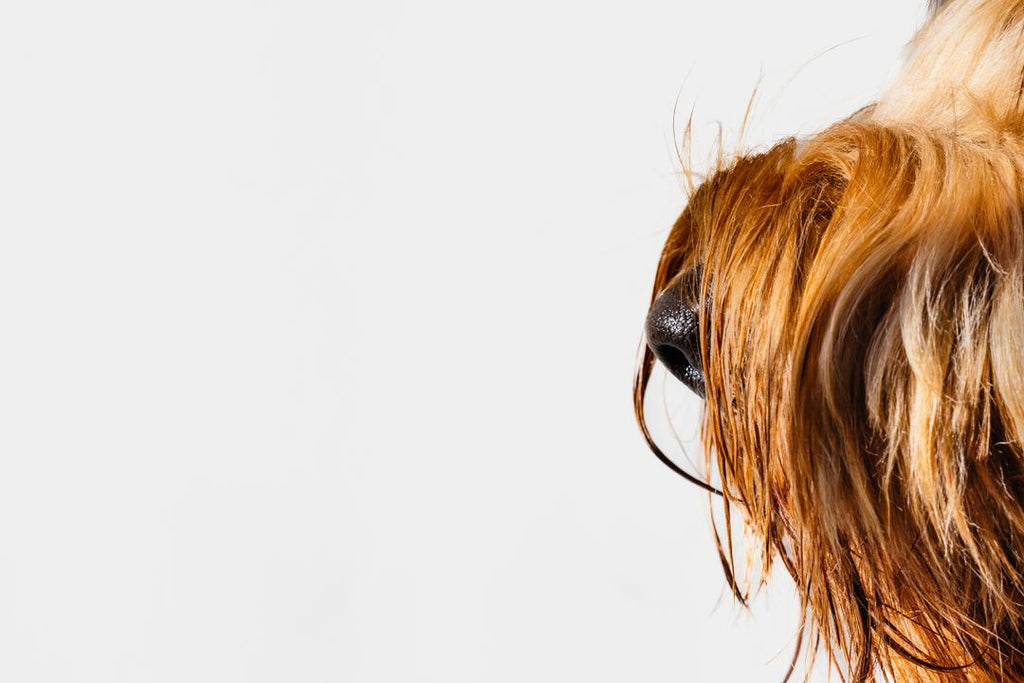 Poil du chien après stérilisation : peut-il vraiment changer ?