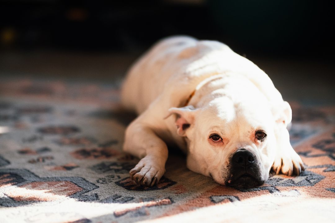 Chien blanc allongé sur un tapis coloré dans une pièce de vie