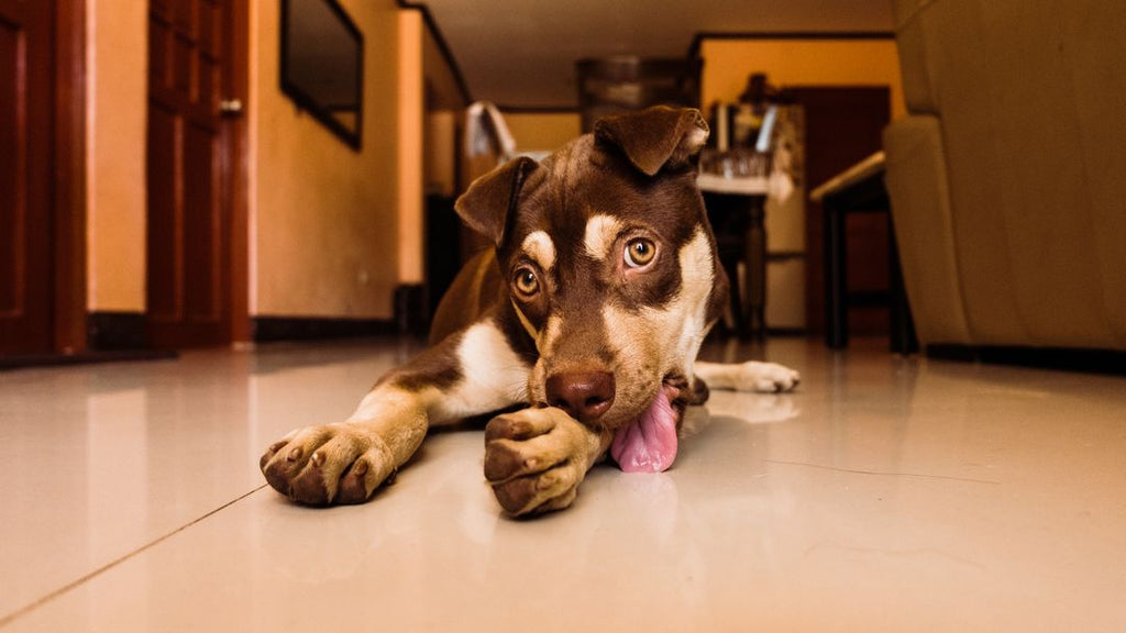 Mon chien se lèche les pattes : pourquoi et quand consulter ?