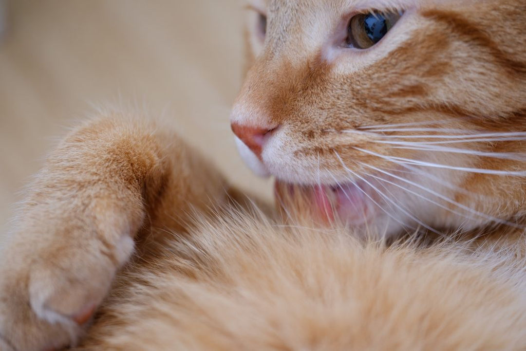 Boules de poils chez le chat : comment les limiter et quand s’inquiéter ?