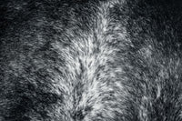 Gros plan sur un pelage de chien dense et emmêlé montrant la texture des poils