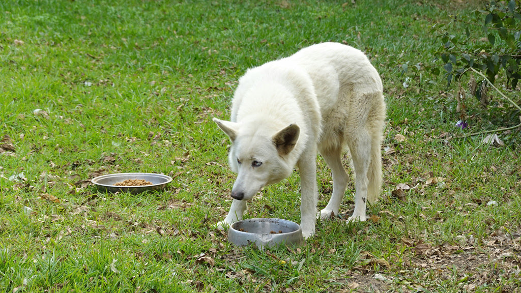 Mon chien mange de l’herbe : pourquoi et quand faut-il s’inquiéter ?