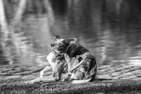 Chien se grattant avec une patte arrière près d’un point d’eau