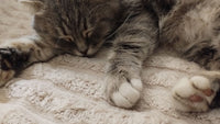 Chat tigré dormant paisiblement sur une couverture douce à la maison