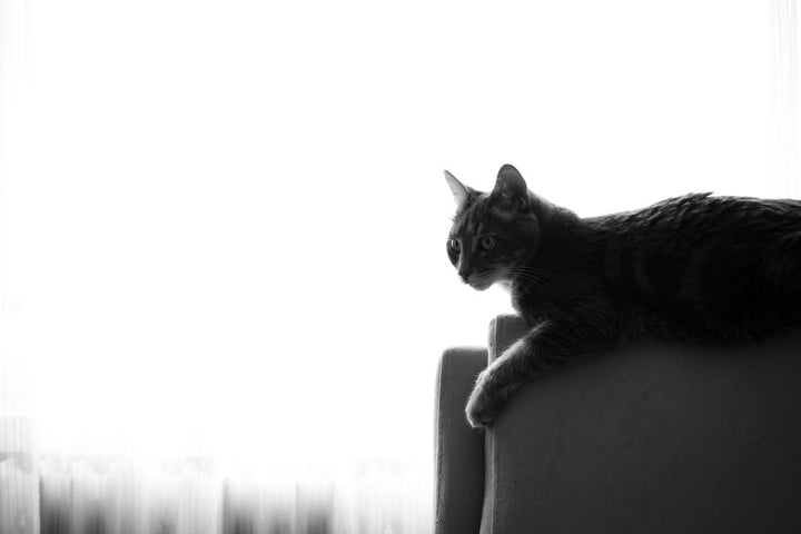 Chat noir et blanc sur un fauteuil près d’une fenêtre avec rideaux blancs