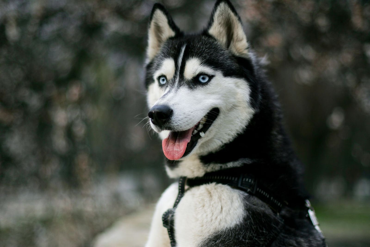 Portrait rapproché d’un Husky sibérien au pelage dense et aux yeux bleus