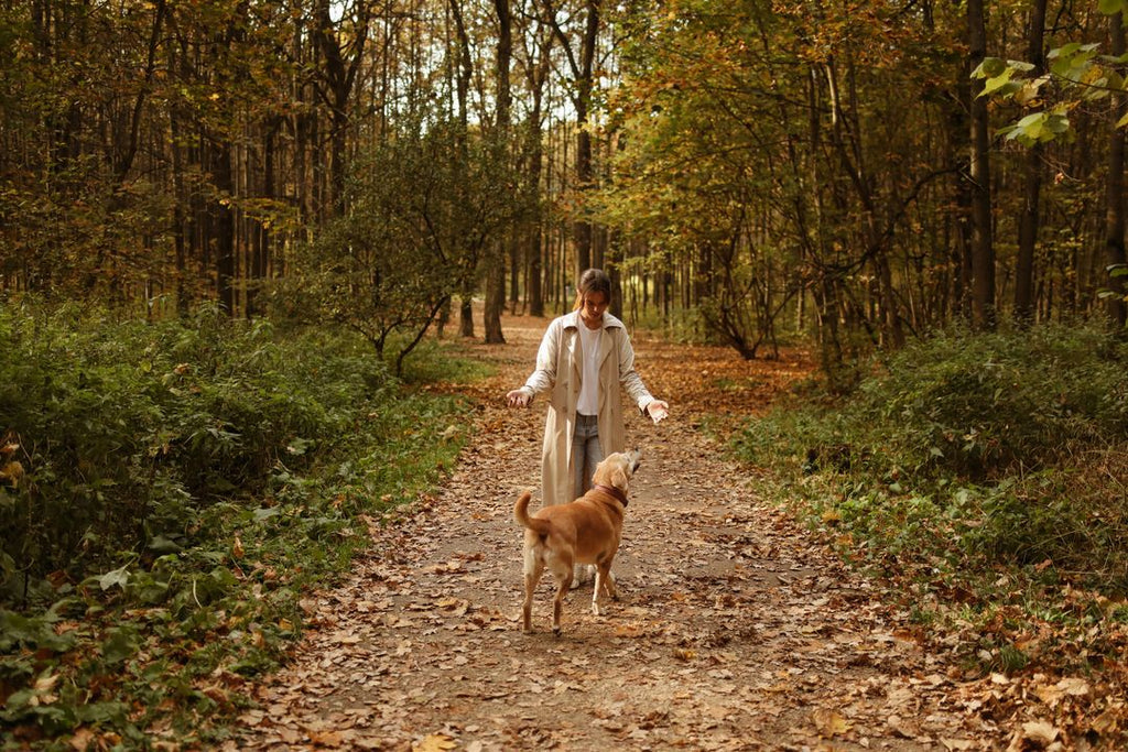 Les dangers de l’automne pour le chien : 8 risques à connaître en promenade