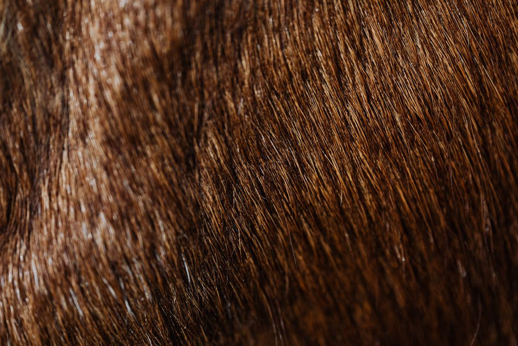Poil terne chez le chien : pourquoi et comment retrouver un beau pelage ?