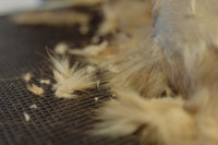 Gros plan sur le pelage d’un chien avec des poils détachés pendant la mue