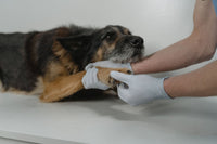 Vétérinaire examinant la patte d’un chien pour rechercher une irritation entre les doigts