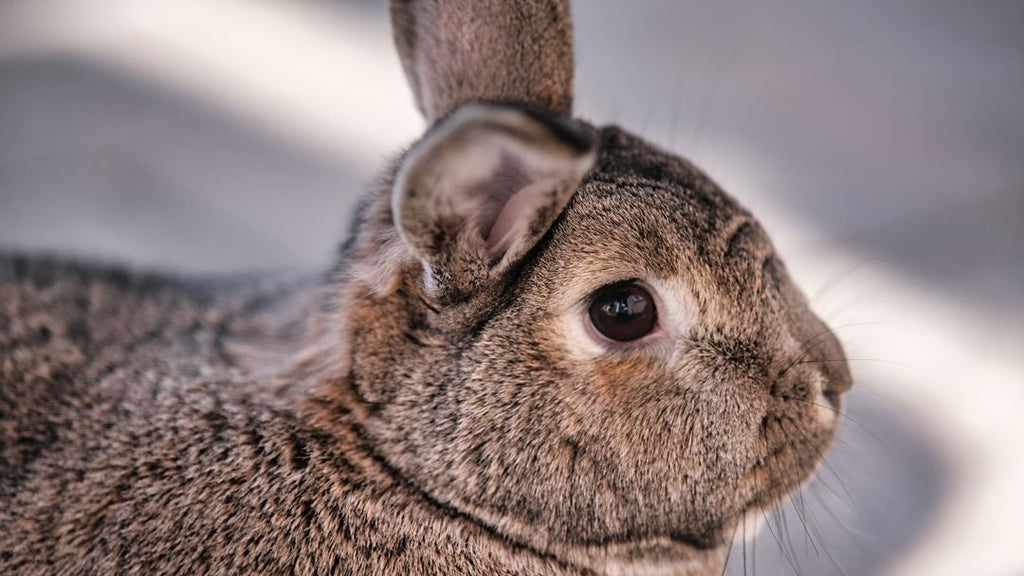 Mue du lapin : pourquoi perd-il autant de poils et comment l’aider ?